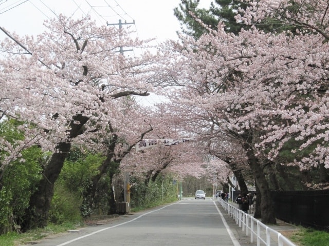 桜 見ごろ 高清水公園