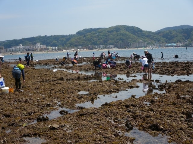 第6回逗子海岸磯あそび 神奈川県 の観光イベント情報 ゆこゆこ