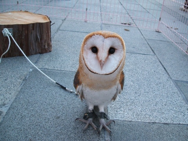 珍しい動物と記念撮影 愛知県 の観光イベント情報 ゆこゆこ