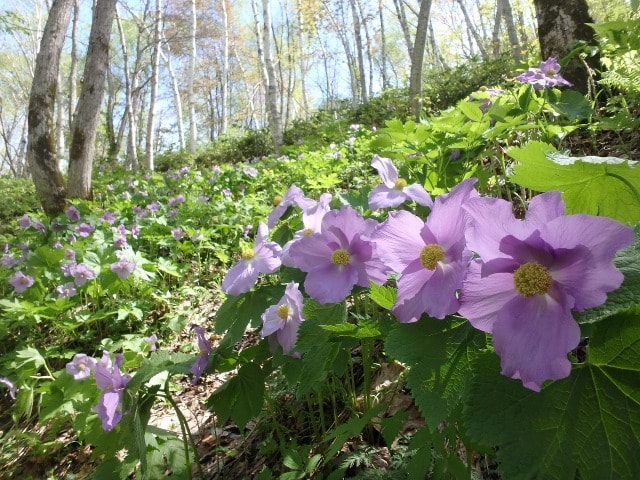 シラネアオイと春の野の花まつり 北海道 の観光イベント情報 ゆこゆこ