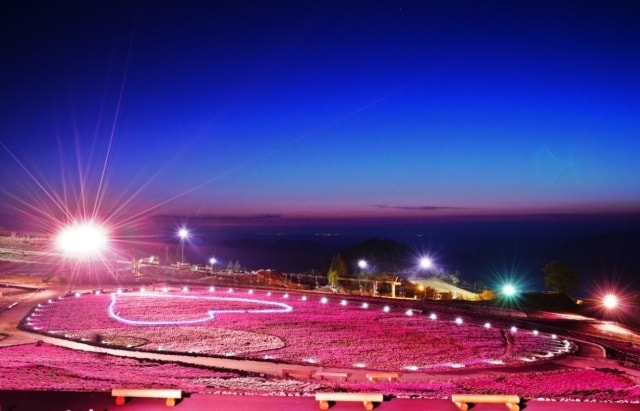 19茶臼山高原 芝桜ライトアップ 愛知県 の観光イベント情報 ゆこゆこ