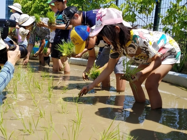 小学生対象 田植え体験イベント 大阪府 の観光イベント情報 ゆこゆこ