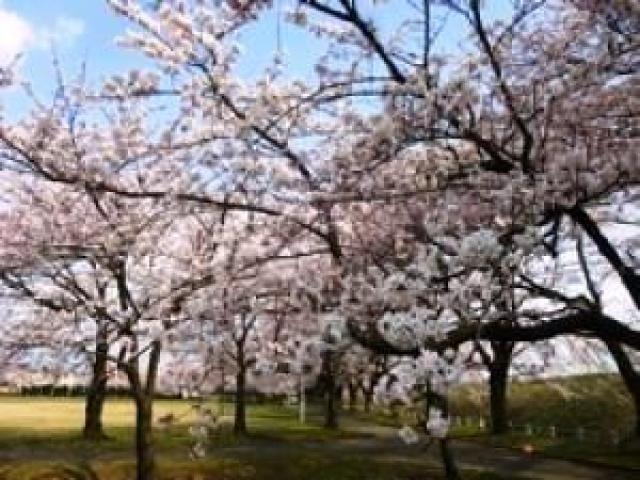 桜 見ごろ 今宮公園 新潟県 の観光イベント情報 ゆこゆこ