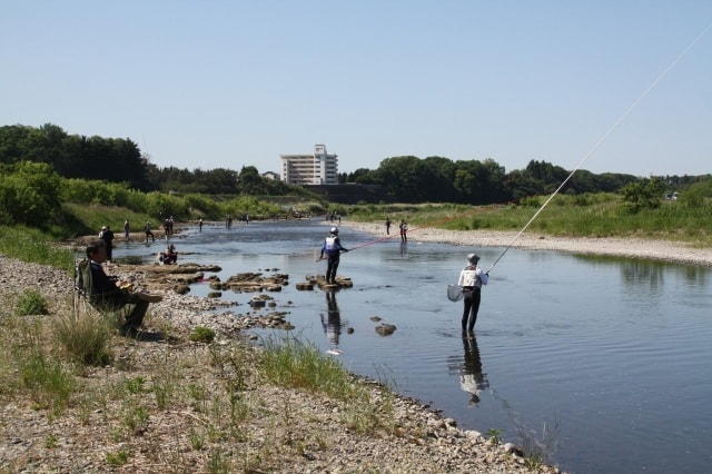 思川のあゆ解禁