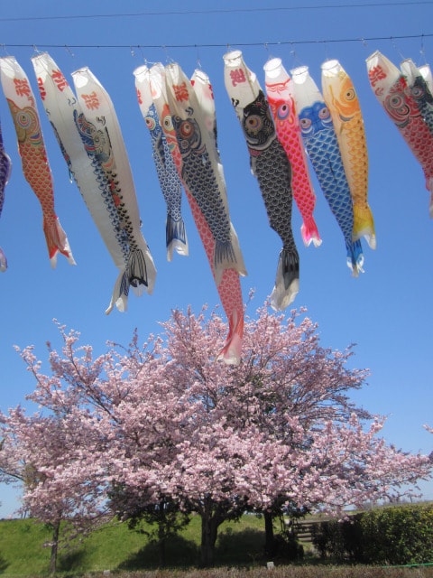 鯉のぼり群遊 栃木県 の観光イベント情報 ゆこゆこ