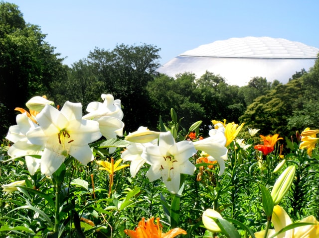 ところざわのゆり園 埼玉県 の観光イベント情報 ゆこゆこ