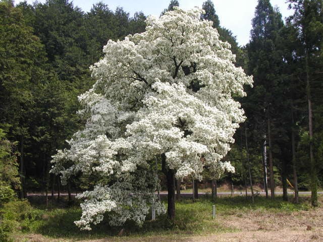 19 ひとつばたご祭り 岐阜県 の観光イベント情報 ゆこゆこ