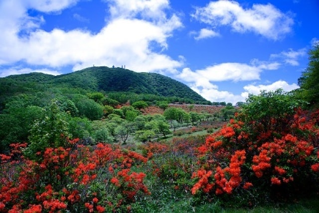 赤城山新緑 つつじweek 群馬県 の観光イベント情報 ゆこゆこ