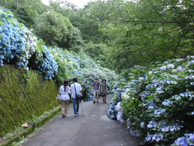 大阪府民の森ぬかた園地 あじさいまつり 大阪府 の観光イベント情報 ゆこゆこ