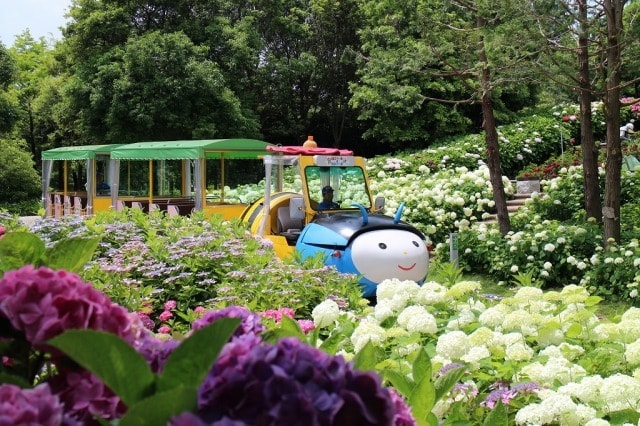 淡路島国営明石海峡公園 夢ハッチ号あじさい特別ルートで運行 兵庫県 の観光イベント情報 ゆこゆこ