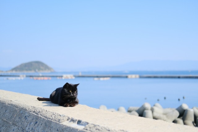 猫の楽園 相島 福岡県 の観光イベント情報 ゆこゆこ