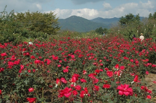 茨城県フラワーパーク 秋バラまつり 茨城県 の観光イベント情報 ゆこゆこ