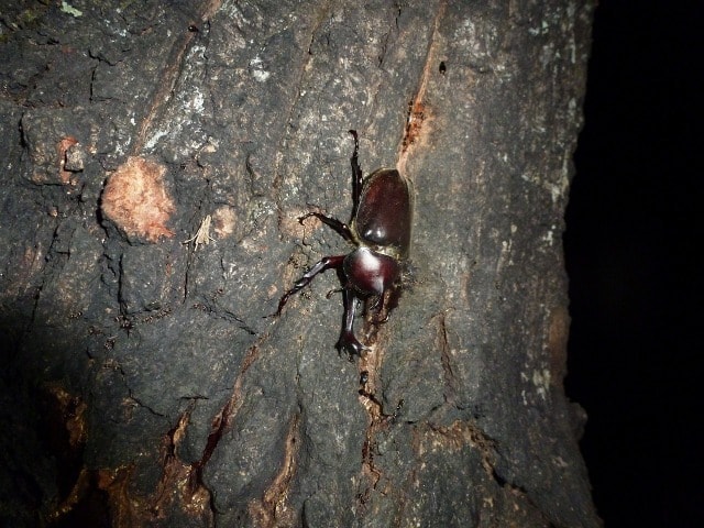 昆虫採集 夜間編 奈良県 の観光イベント情報 ゆこゆこ