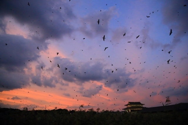 平城宮跡 ツバメのねぐら入り探鳥会 奈良県 の観光イベント情報 ゆこゆこ