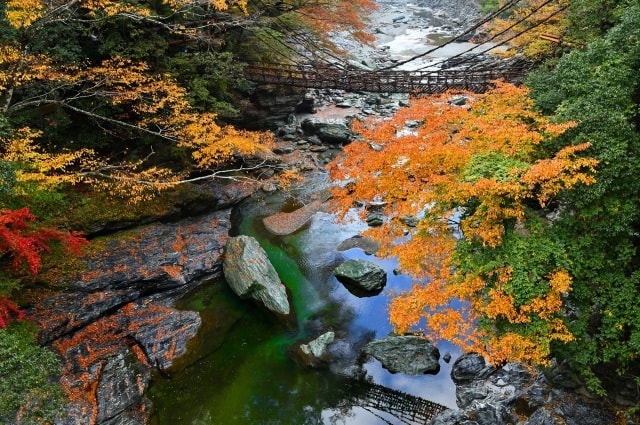 紅葉 見ごろ 祖谷のかずら橋 徳島県 の観光イベント情報 ゆこゆこ