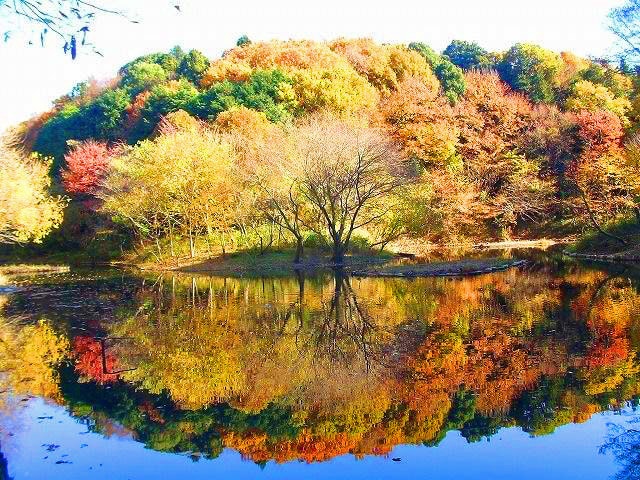 紅葉 見ごろ 県立座間谷戸山公園 神奈川県 の観光イベント情報 ゆこゆこ