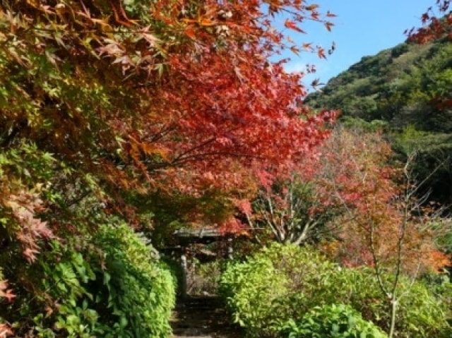 紅葉 見ごろ 東雲の里あじさい園 鹿児島県 の観光イベント情報 ゆこゆこ