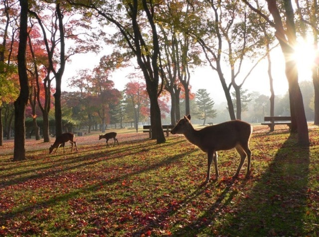 紅葉 見ごろ 奈良公園 奈良県 の観光イベント情報 ゆこゆこ