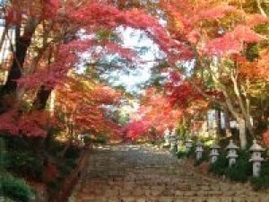 紅葉 見ごろ 胡宮神社 滋賀県 の観光イベント情報 ゆこゆこ