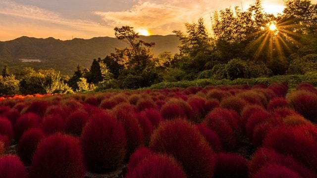 紅葉 見ごろ 伊賀野の花畑 ほうき草 群馬県 の観光イベント情報 ゆこゆこ