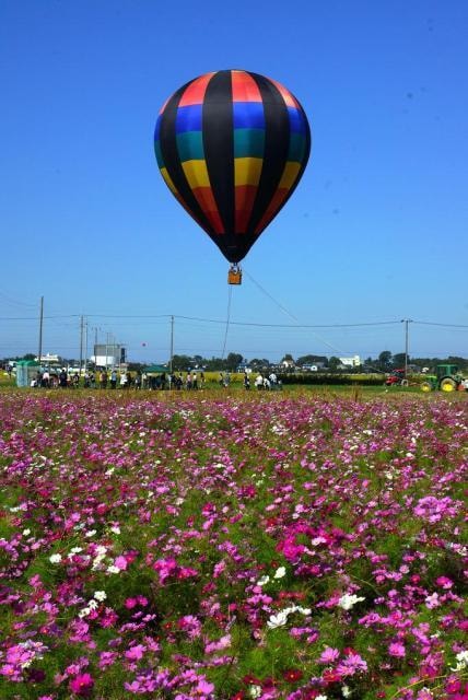 第19回よしみコスモスまつり 埼玉県 の観光イベント情報 ゆこゆこ