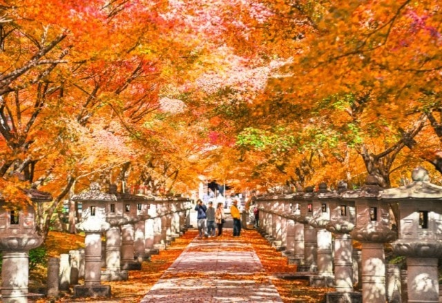 紅葉 見ごろ 高山寺 兵庫県 の観光イベント情報 ゆこゆこ