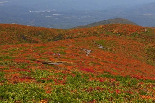 紅葉 見ごろ 栗駒山 宮城県 の観光イベント情報 ゆこゆこ