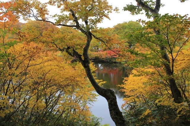 紅葉 見ごろ 善神沼 秋田県 の観光イベント情報 ゆこゆこ