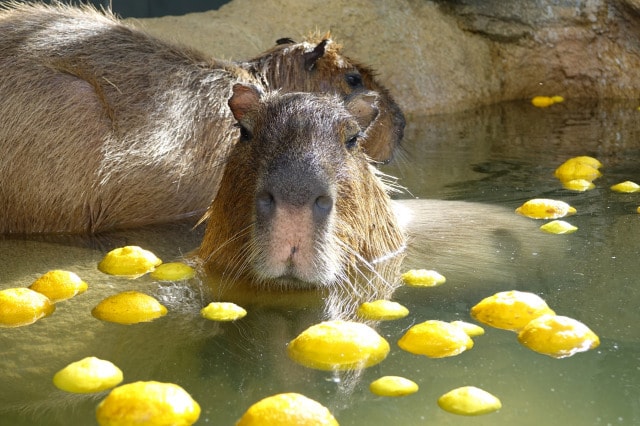 カピバラ4兄弟の ゆず風呂 タイム 岐阜県 の観光イベント情報 ゆこゆこ