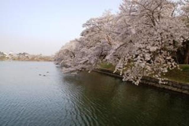 桜 見ごろ 五百淵公園 福島県 の観光イベント情報 ゆこゆこ