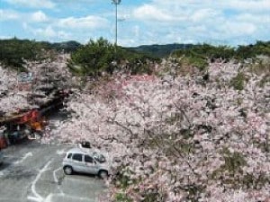 桜 見ごろ 大浜公園 静岡県 の観光イベント情報 ゆこゆこ