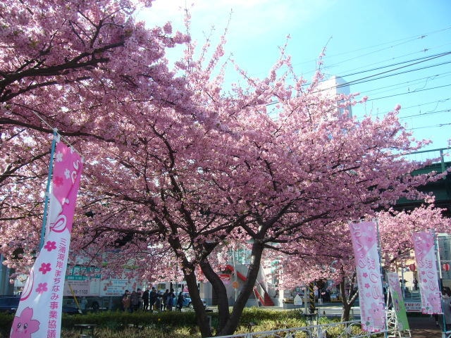 第18回 三浦海岸桜まつり 神奈川県 の観光イベント情報 ゆこゆこ