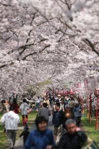 雲南市桜まつり 島根県 の観光イベント情報 ゆこゆこ
