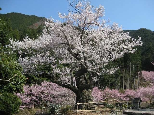 桜 見ごろ 春谷寺のエドヒガン桜 三重県 の観光イベント情報 ゆこゆこ