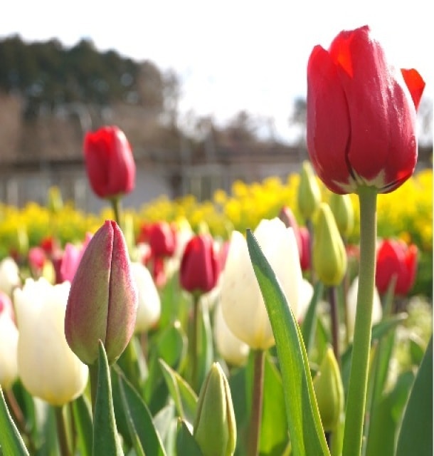 花 見ごろ しまね花の郷 冬咲きチューリップと寒咲きハナナ 島根県 の観光イベント情報 ゆこゆこ