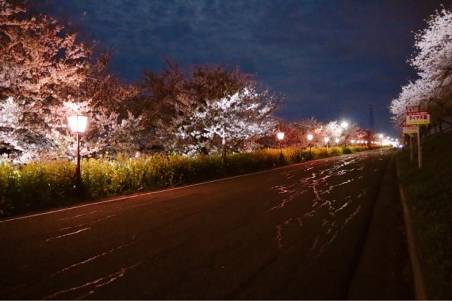 大河津分水桜並木 夜桜ライトアップ 新潟県 の観光イベント情報 ゆこゆこ