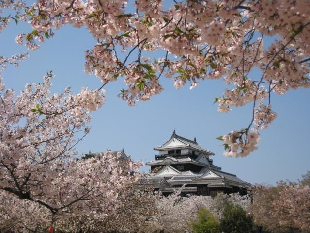 桜 見ごろ 松山城 愛媛県 の観光イベント情報 ゆこゆこ