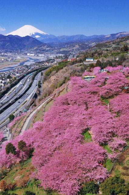 第22回 まつだ桜まつり 神奈川県 の観光イベント情報 ゆこゆこ