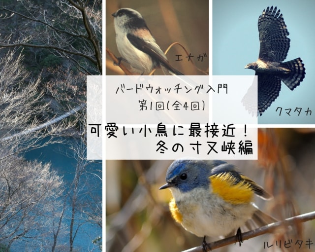 バードウォッチング入門 第1回 可愛い小鳥に最接近 冬の寸又峡編 静岡県 の観光イベント情報 ゆこゆこ