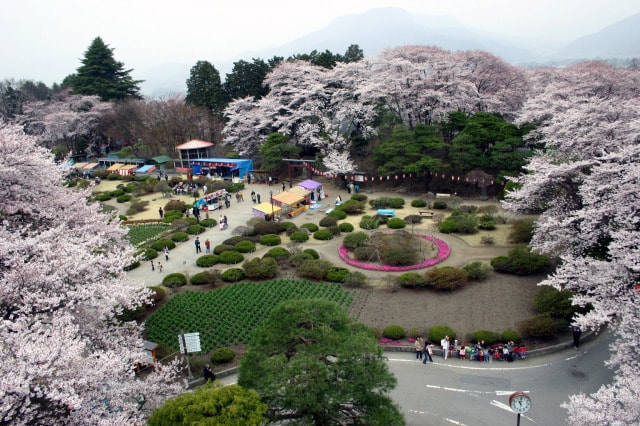 第32回沼田公園桜まつり 群馬県 の観光イベント情報 ゆこゆこ