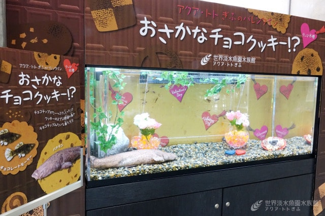 アクア トト ぎふのバレンタイン 岐阜県 の観光イベント情報 ゆこゆこ