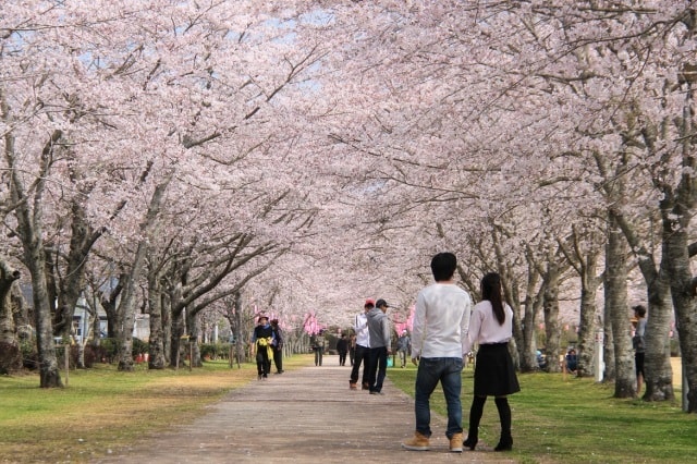 桜 見ごろ 忠元公園 鹿児島県 の観光イベント情報 ゆこゆこ