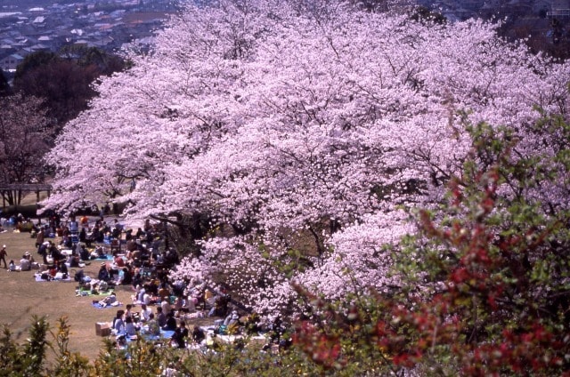 広島市植物公園 さくらまつり 中止となりました 広島県 の観光イベント情報 ゆこゆこ