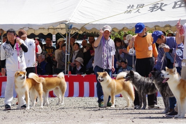 第142回 秋田犬保存会本部展 中止となりました 秋田県 の観光イベント情報 ゆこゆこ