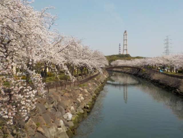 桜 見ごろ 平和市民公園 大分県 の観光イベント情報 ゆこゆこ