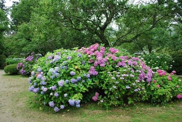 あじさい 見ごろ 吉香公園 山口県 の観光イベント情報 ゆこゆこ