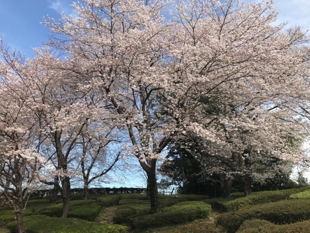 桜 見ごろ 上尾丸山公園 埼玉県 の観光イベント情報 ゆこゆこ