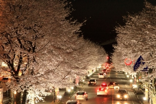 美しすぎる桜並木 ライトアップ 栃木県 の観光イベント情報 ゆこゆこ