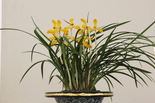 茨城県植物園 シュンラン展 茨城県 の観光イベント情報 ゆこゆこ