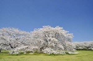 花 見ごろ 国営昭和記念公園のサクラ 中止となりました 東京都 の観光イベント情報 ゆこゆこ